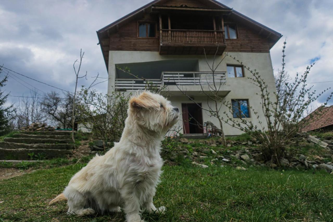 Surasul Muntelui Apartman Dragoslavele Kültér fotó